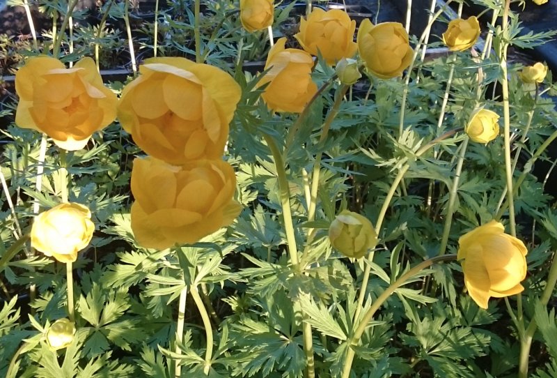 Trollius europaeus 'Superbus' harilik kullerkupp